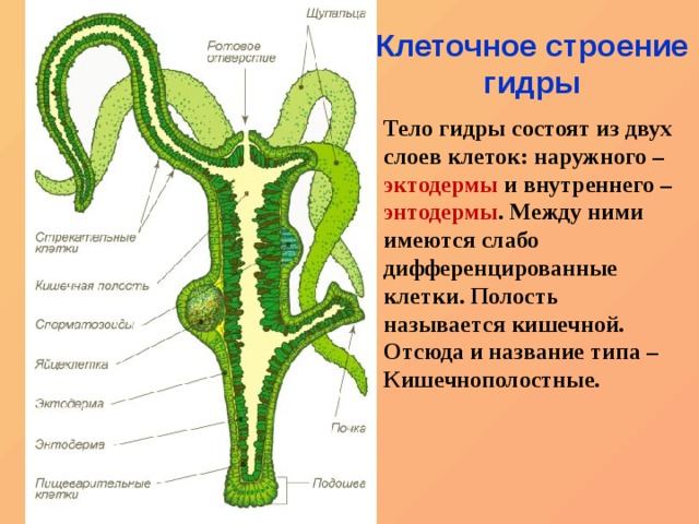 Кракен продает наркотики