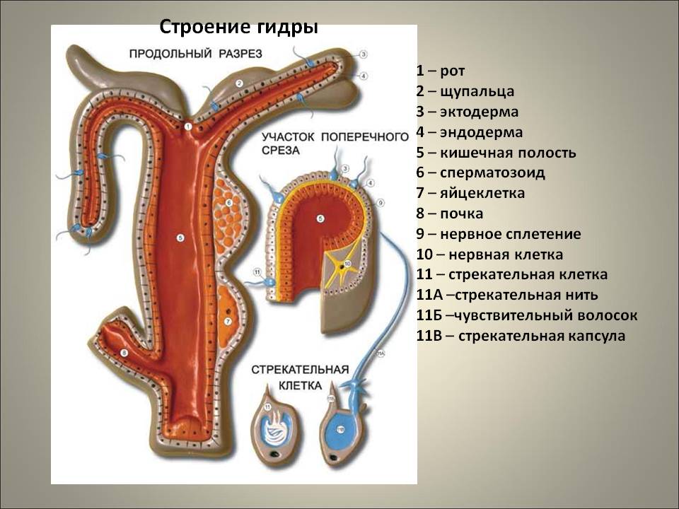 Кракен сайт нарк
